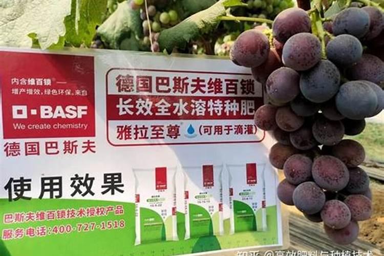 小麦拌种能用芸苔素吗