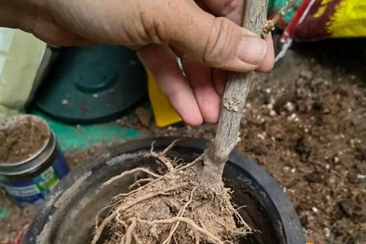 番茄喷花的正确方法