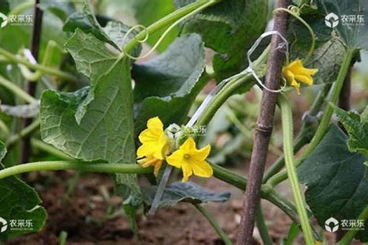黄瓜不开花是什么原因