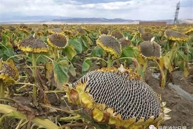 多肉植物如何施肥,多肉植物肥料自制方法