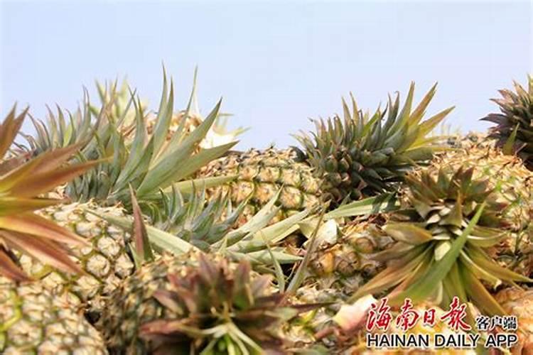 肉肉植物用什么肥料好