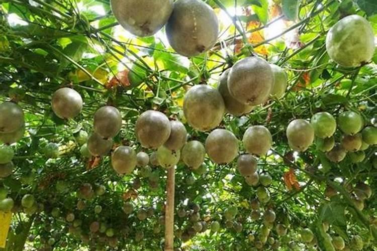 百香果苗要怎样长得快