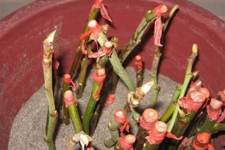 种西瓜一定要施肥吗？