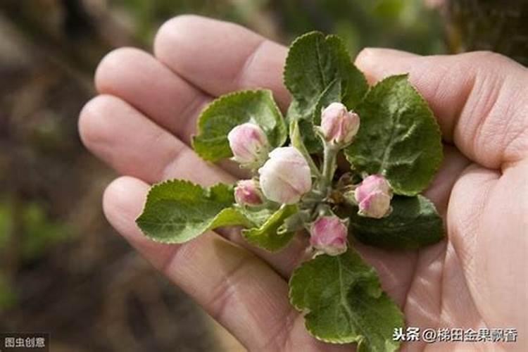 苹果开花后浇水怎么做？保花保果追肥用哪种好