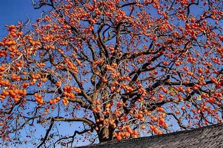 新移植的大树 什么时候才能施肥？