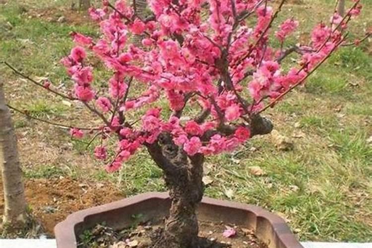 梅花花苞期间施肥吗