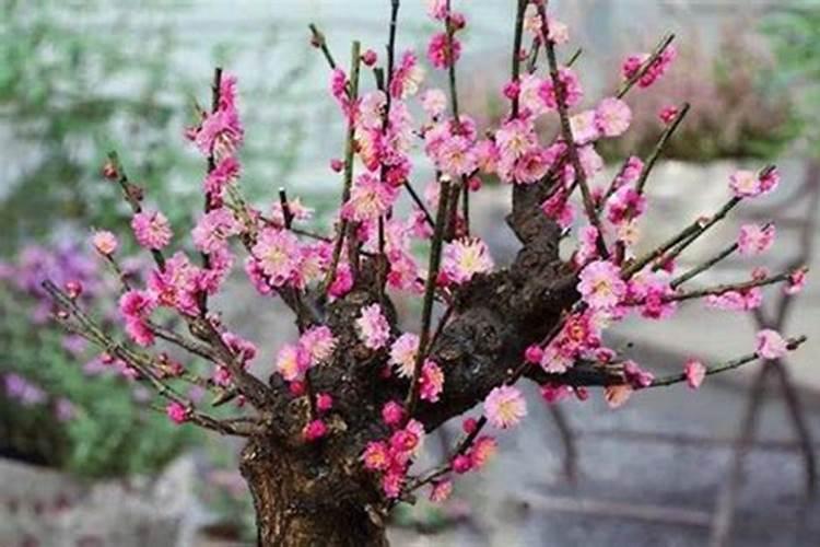 梅花什么时候长花苞