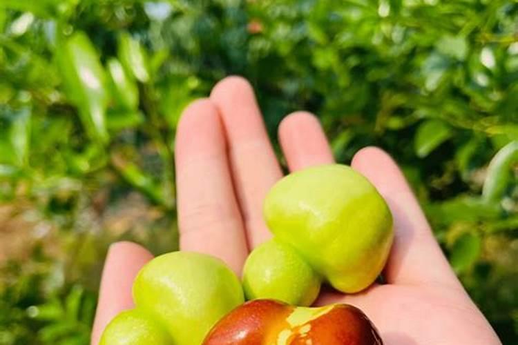 枣树笼枝了怎么治？