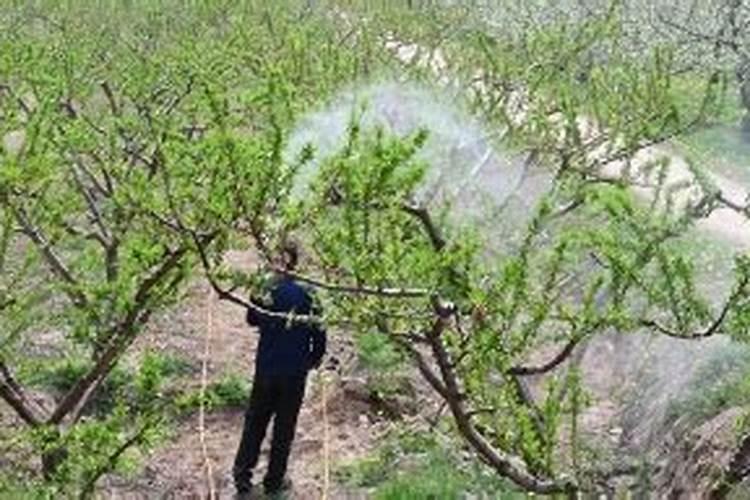 920、复硝酚钠和芸苔素能不能同时用？