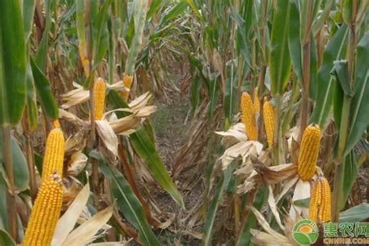 玉米底肥一次性施肥 氮磷钾 各用多少？