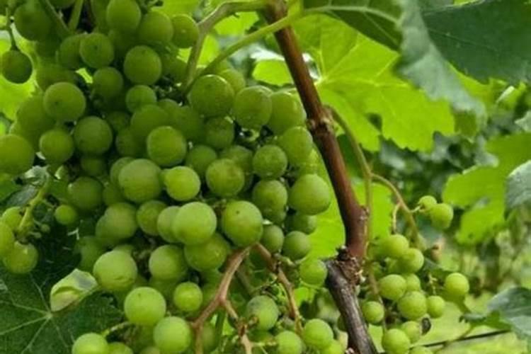 水果越来越甜了最简单三个步骤