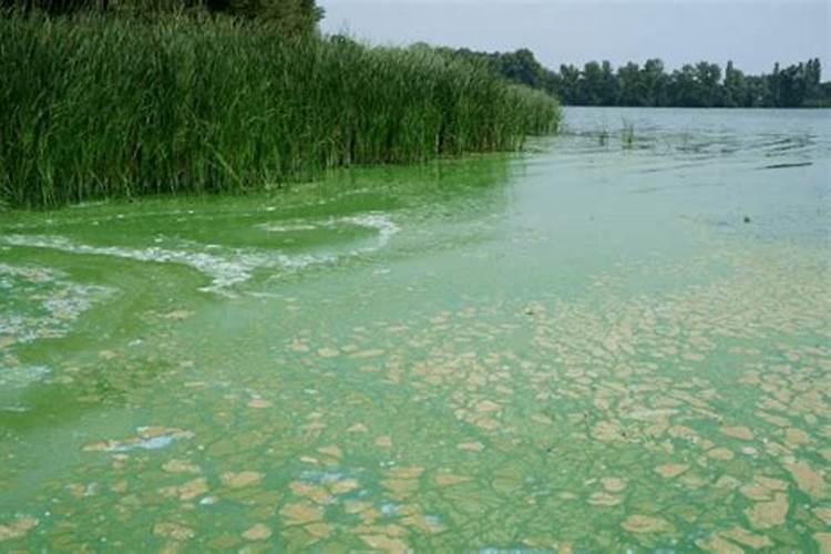 蓝莓能施复合肥吗