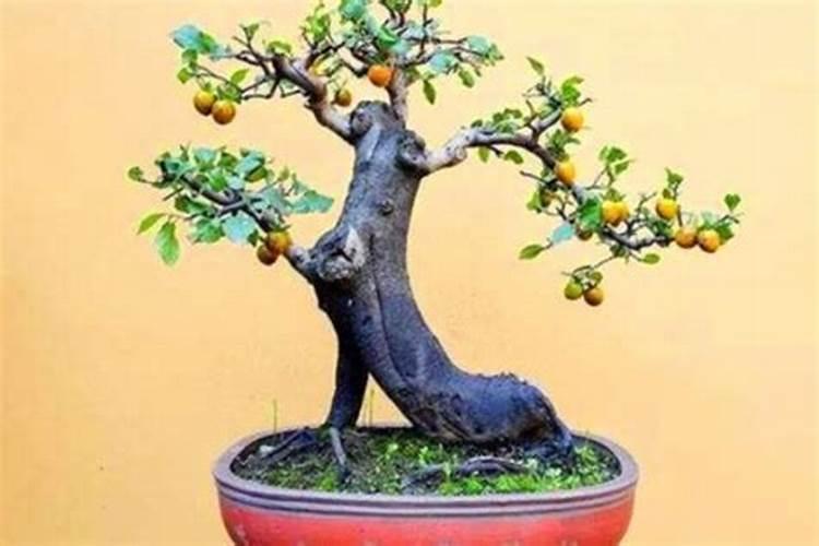 金弹子盆景施肥知识