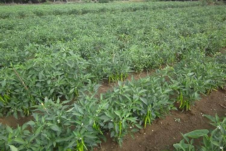 青椒施肥用什么肥料