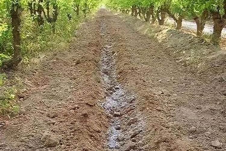 二氢卟酚铁加腐殖酸叶面肥喷施草莓苗有什么作用