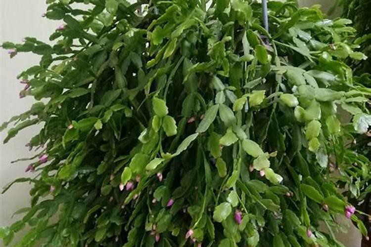 叶仙嫁接的蟹爪兰夏天休眠吗