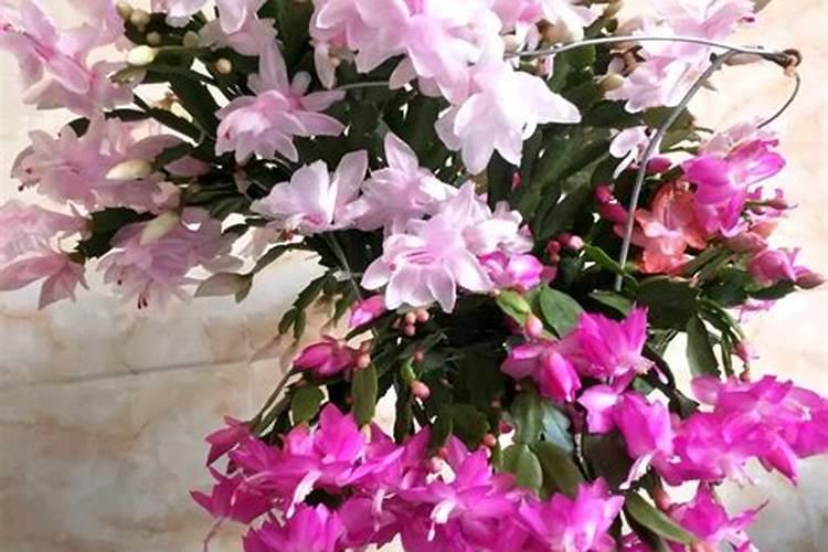 叶仙嫁接的蟹爪兰夏天怎么养护(嫁接蟹爪兰养护管理方法)