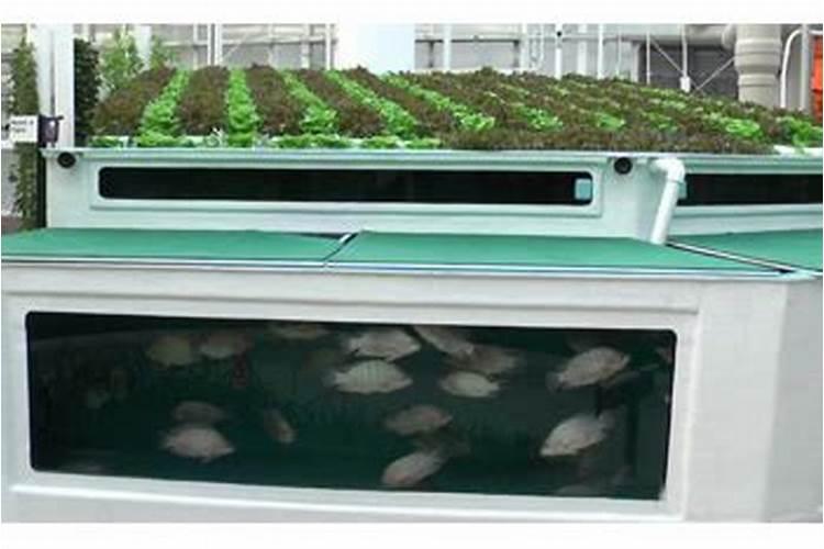 鱼塘下尿素多久鱼开口