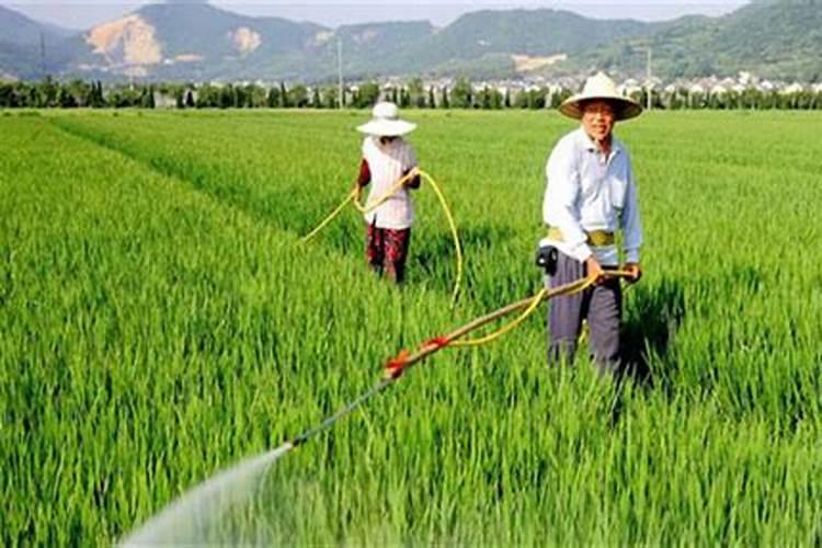 月季花正在开花时可以施肥吗