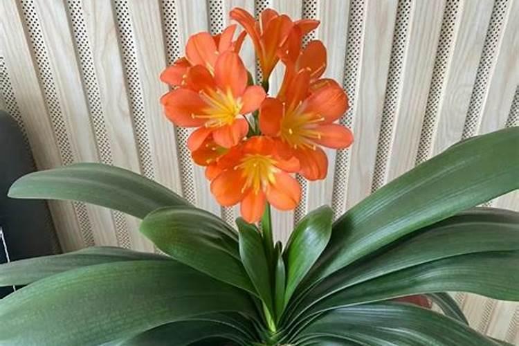 瓜子什么时候应该浇水