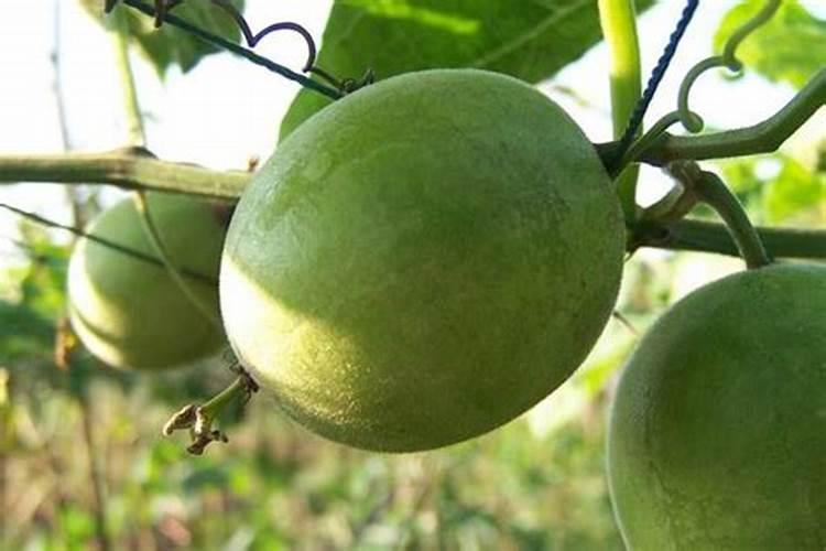 罗汉果树追肥的方式有哪些？