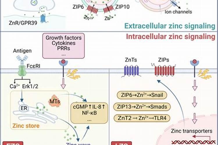 维多利亚啥时候叶面喷锌肥好