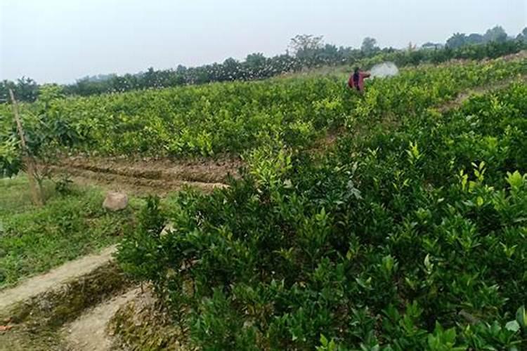 百香果能用30克的磷酸二氢钾加15毫升的硼肥一起喷施吗？