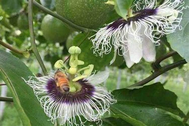 百香果能用磷酸二氢钾喷吗