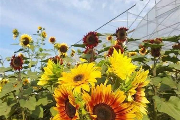 茶花树施什么肥好