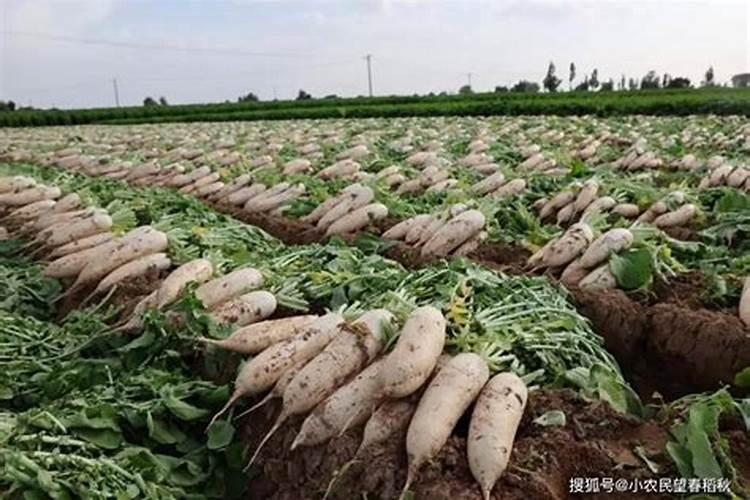 茶花施什么肥最好