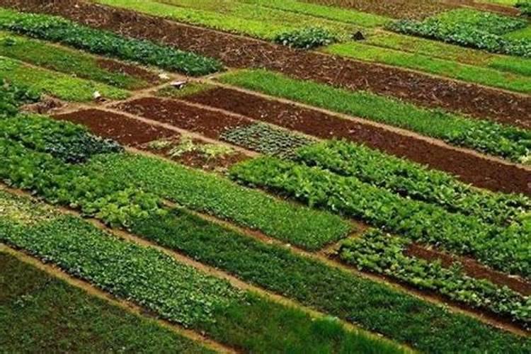 莲藕用什么肥料产量高