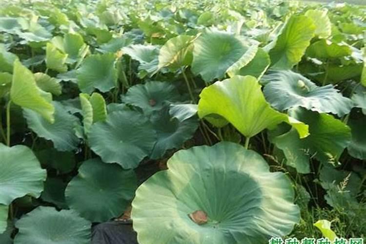 种藕用哪种肥料好