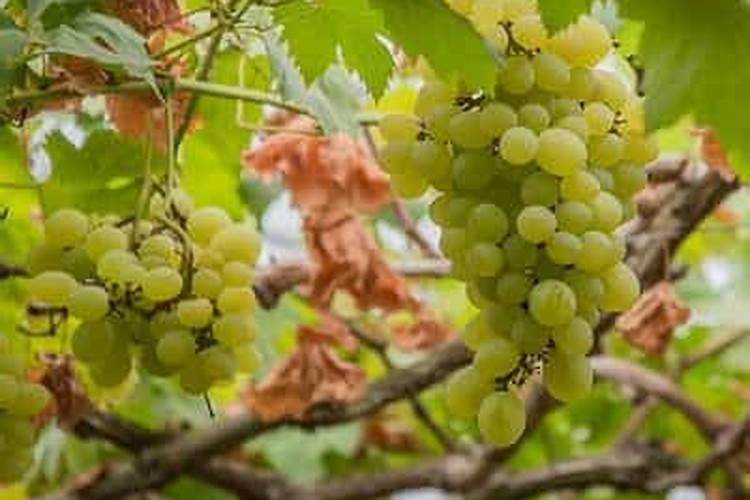 葡萄盆栽种植方法