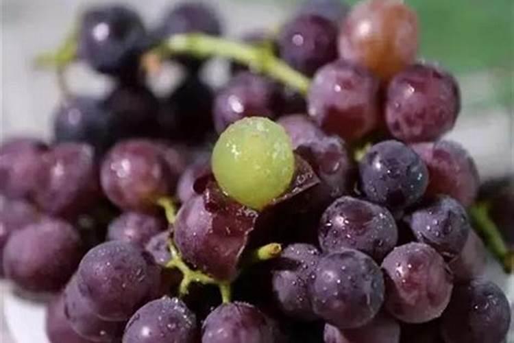 葡萄苗第一年如何管理葡萄苗第一年管理的方法