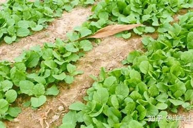 白菜打芸苔素好吃吗？