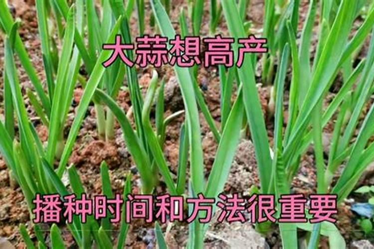 大蒜施肥最佳时间