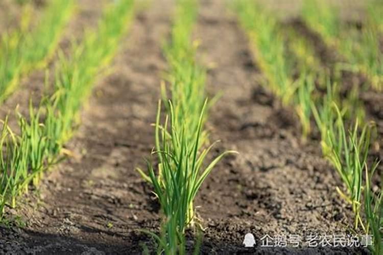 大蒜追肥用什么肥料好