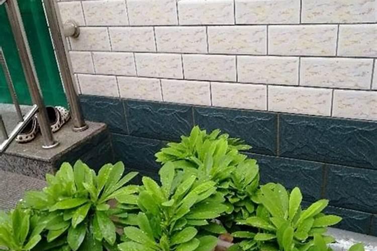 大棚西红柿定植后什么时候开始喷叶面肥？