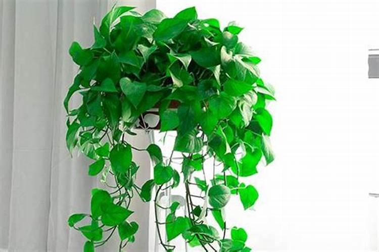 君子兰叶片边缘发黄干枯是是什么原因？如何处理？