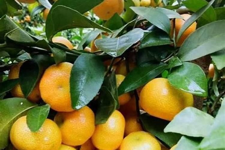 月季花越来越小,枝条越来越细是什么原因