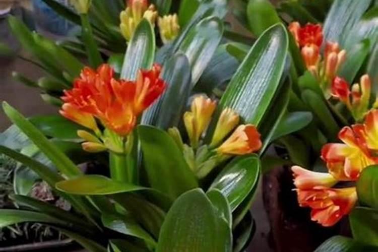 君子兰开花期间怎么施肥