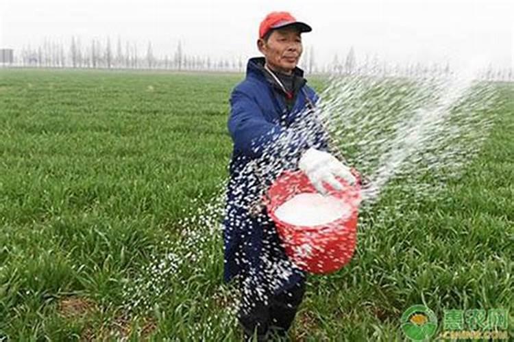 水产养殖中用什么氮肥最好