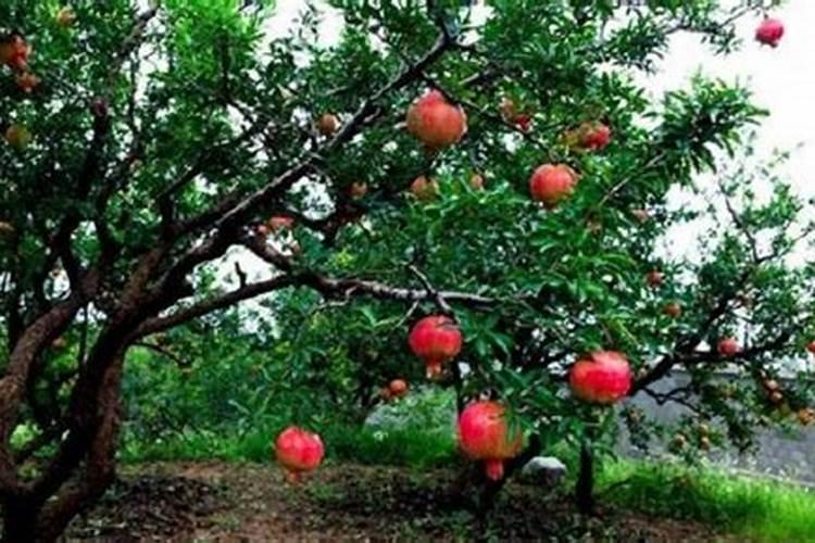 石榴坐果后如何施肥才能长得又大又甜？