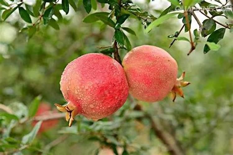 当石榴开始结果了还能够施肥不