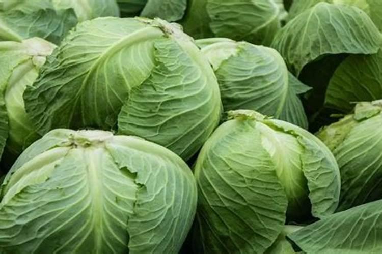 青鲜素是什么植物激素的类似物