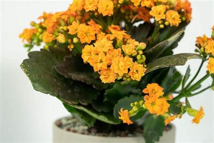 长寿花施什么肥好,长寿花施氮磷钾肥料最好