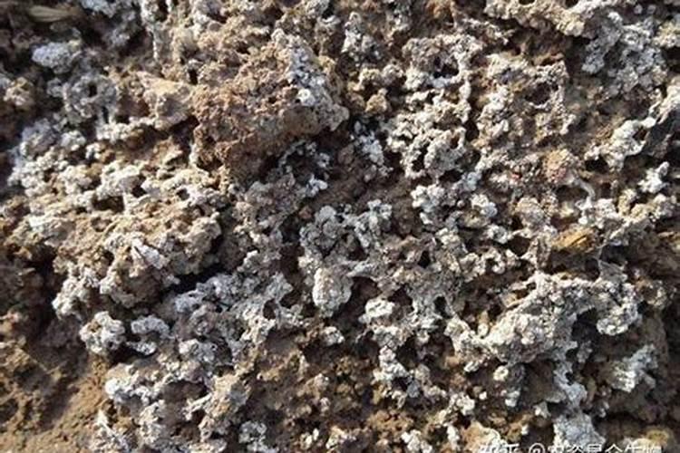 葡萄缺钙的原因是什么,该怎么给葡萄补充钙元素？