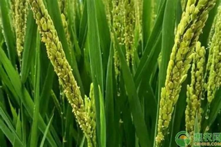 立秋后水稻能不能施肥