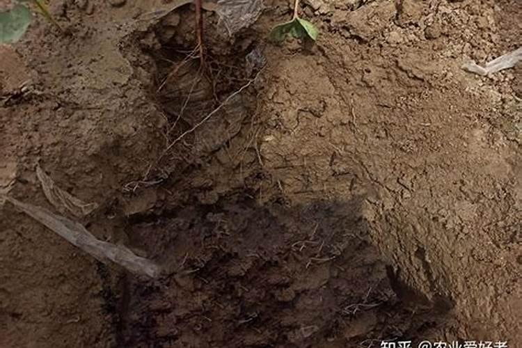 樟树养在室内可以吗？如何让樟树快生叶