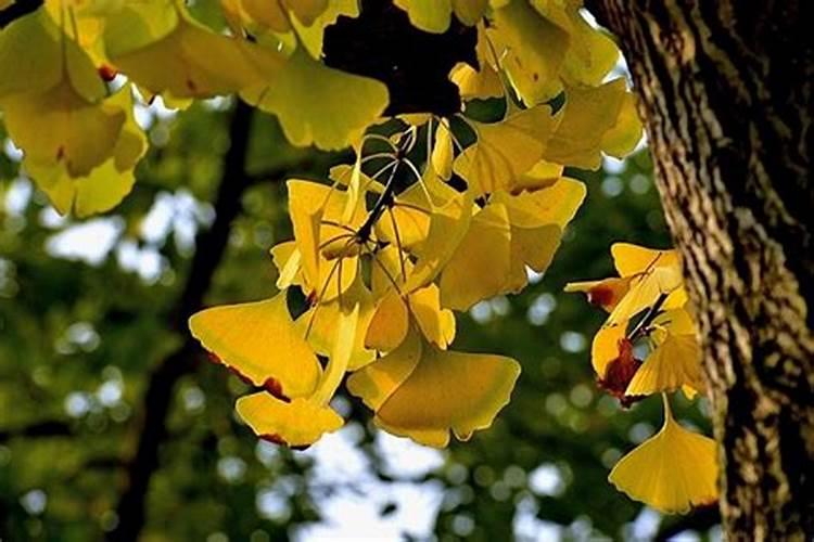 银杏叶落在地里不清理对地好吧能当肥料吧